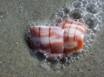 Banded tulip shell fragment washed up on the shore.