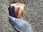 Whelk fragment & operculum (univalve "front door").