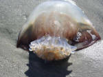 Washed up jellyfish at sunrise.