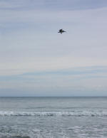 Pelican in flight.