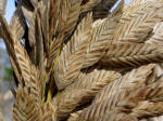 Sea oats close up.