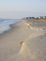 Sea gulls on the sunny sea shore.