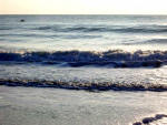 Dolphin swimming close to shore at daybreak.