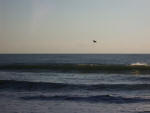 Pelican flight silhouette from morning sunshine.