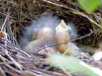 Baby robins