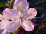 Rhododendron