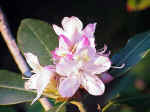 Rhododendron