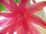 Easter Cactus