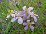Little pink flowers 