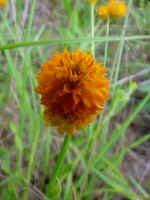 Little orange flowers 