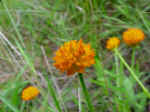 Little orange flowers 