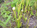 Little carnivorous pitcher plants near Alan's shop