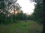 Katrina comes running to see the big pitcher plants