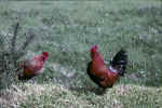 rooster.jpg (48139 bytes)
