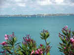 Oleander - Nerium oleander, on the Great Sound