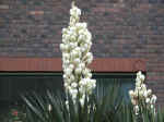 Rose and Yucca Blooming at St. Mark's Court