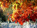 Frost and Maple Leaves