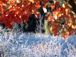 Frost and Maple Leaves