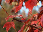 Dew Drop on Maple Leaf