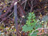 Rusted wagon wheel at Ghiloni Recreation Area