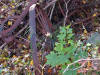 Rusted wagon wheel at Ghiloni Recreation Area