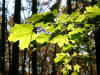 Marlborough State Forest