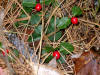 Partridgeberries, Marlborough State Forest hiking path