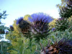 Botanic Garden - Artichoke Blossom