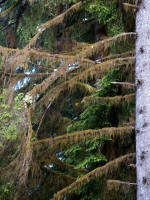A temperate rain forest is recognized by the following combination of hallmarks:  the presence of Sitka spruce, nurse logs (upon which seedlings of trees grow), big leaf maples with clubmoss draperies, trees standing on stilts, colonnades (trees standing in a row, a result of their head start on nurse logs), and a profusion of mosses & lichens.