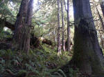 Temperate rain forests support more biomass than tropical rain forests, which have a greater variety of plants and animals. Temperate rain forest trees tend to be taller and bigger in girth than typical tropical counterpart trees with their sizeable, swollen bases called flying buttresses.