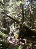 Olympic National Park with its lush temperate rain forest is recognized internationally as a Biosphere Reserve & World Heritage Site and is a magnet for rain forest enthusiasts.