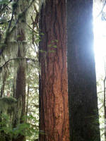 The western red cedar was the canoe cedar and the most important tree of life to the Northwest Coast Indians.