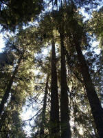 Looking at the roof of the rain forest toward sunlight of emerald-green hue, filtered by a canopy of tree crowns.