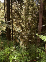 Trees of Quinault:  Sitka spruce (Picea sitchensis), western hemlock (Tsuga heterophylla), Douglas-Fir (Psudotsuga menziesii), western red cedar (Thuja plicata), big leaf maple (Acer macrophyllum), red alder (Alnus rubra), vine maple (Acer circinatum).