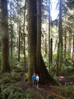 Jay and Ruth humbled by the lofty trees. The western red cedar is somewhat intolerant to dry intense heat, thus flourishing in rain forest wet regions, usually in mixed stands of Douglas fir, Sitka spruce and western hemlock. 