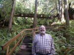 Joe ascends the stairs to see a Rain Forest Champion Tree, the worlds largest known Western Red-cedar. Back behind is an amazing aerial example of the nurse log phenomenon of the Sitka spruce forest, new life beginning out of the old.