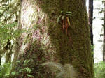 Fern growing on a tree trunk, June 25, 2007. Even with less animal and plant life diversity, the sheer quantity in a temperate rain forest is much greater than in a tropical rain forest ...or anywhere else on Earth.