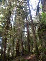 Joe on the Quinault Big Cedar Trail, an environment of stately Douglas fir, Sitka spruce, western hemlock, and western red cedar which reach gargantuan proportions.