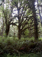 Olympic National Forest, surrounded on three sides by salt water, offers terrific interpretive footpaths for the public to enjoy the notable marine climate, verdant rain forests, and rocky, mountainous terrain inhabited by Roosevelt elk.