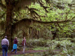 Joe, Anita, and Amber pass under a mossy big leaf maple mid-morning. Afterwards Anita, Jay, Amber, Tim, and Ruth hiked the Quinault Lodge Trail and Loop above the lake.