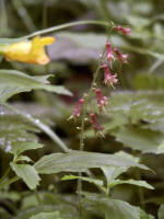 Youth on Age (Tolmiea menziesii), the only member of the monotypic genus Tolmiea, also known as Piggy-back Plant or Thousand Mothers; to the left blooms a common yellow monkey flower (golden monkey flower), Mimulus guttatus.