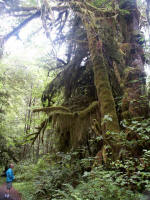 Jay looks up at moss as hanging as far down as he is tall. These towering trees in the northern hemisphere's only temperate rain forest are some of the largest in the world.