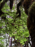 Statuesque big leaf maple specimen in photo on the left. Woodcarvers prize maples that develop swirled grain inside protuberant lumps on their trunks called burls.