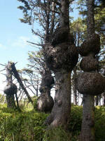 The short Spruce Burl Trail leads through a spruce forest to the beach; some Sitka spruce have developed bloated nodules of knobby growths in their trunks, called burls.