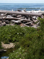 Massive sun-bleached log jam meets sandy colluvial sediment right on the gorgeous rocky-cliff coastline.