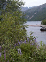 Lupines along Coldwater Lake, length 4.5 miles; elevation 2472 feet; area 800 acres; maximum depth 203 feet.