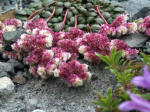 The native pussypaws (Portulacaceae - Purslane family), an attractive low, mat-forming perennial with flowers in dense pink clusters resembling upturned pads of cats' feet, grows here on open subalpine ridges & sandy to gravelly slopes. 