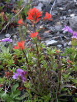 Beautiful bright summer wildflowers like Indian paintbrush and penstemon begin to flourish, evidence of the earth's tremendous power & the mind-boggling resiliency of life.