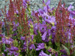 The eruption of Mt. St. Helens in southwest Washington, a brutal disaster, turned 150 square miles of countryside into gray wasteland. Sorrel & penstemon establish a foothold here on top of the tons of spewed volcanic ash and gravel.