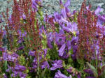 The eruption of Mt. St. Helens in southwest Washington, a brutal disaster, turned 150 square miles of countryside into gray wasteland. Sorrel & penstemon establish a foothold here on top of the tons of spewed volcanic ash and gravel.
